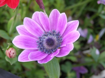 Anemone Pavonina, Morley